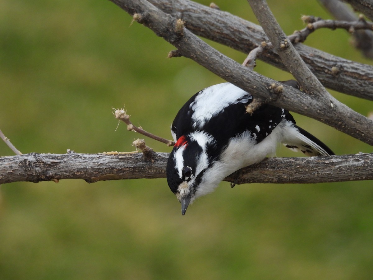 Downy Woodpecker - ML645428806