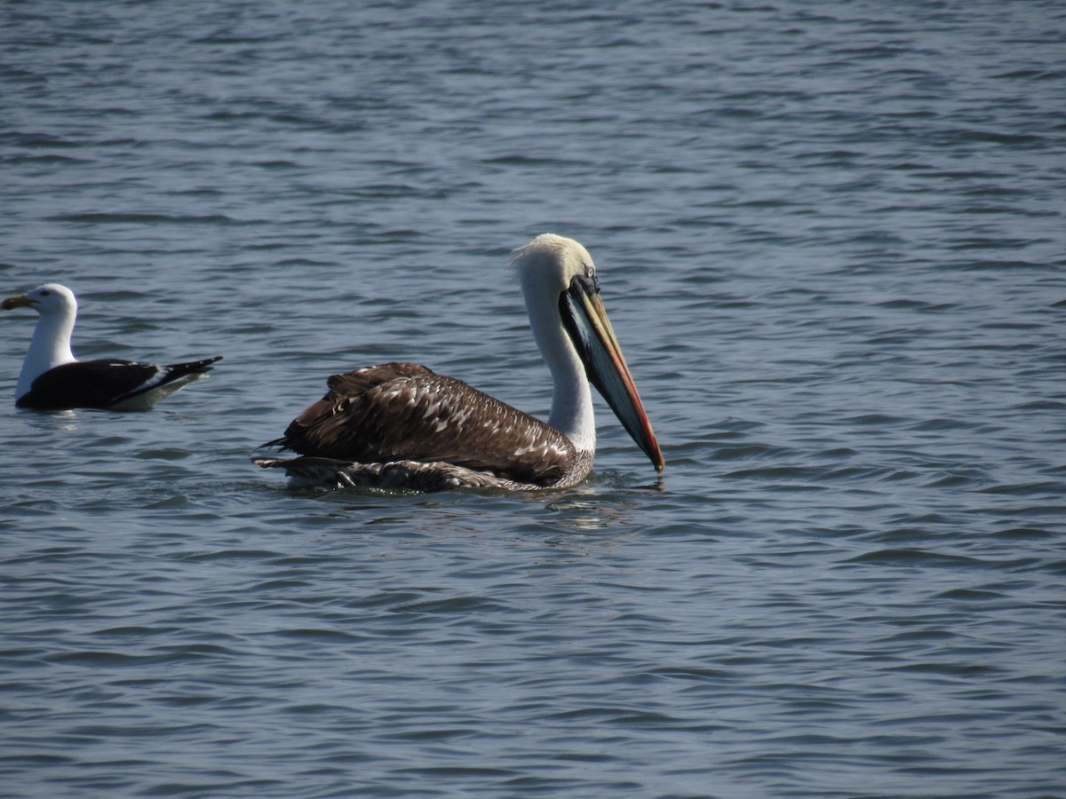 Peruvian Pelican - ML645428808