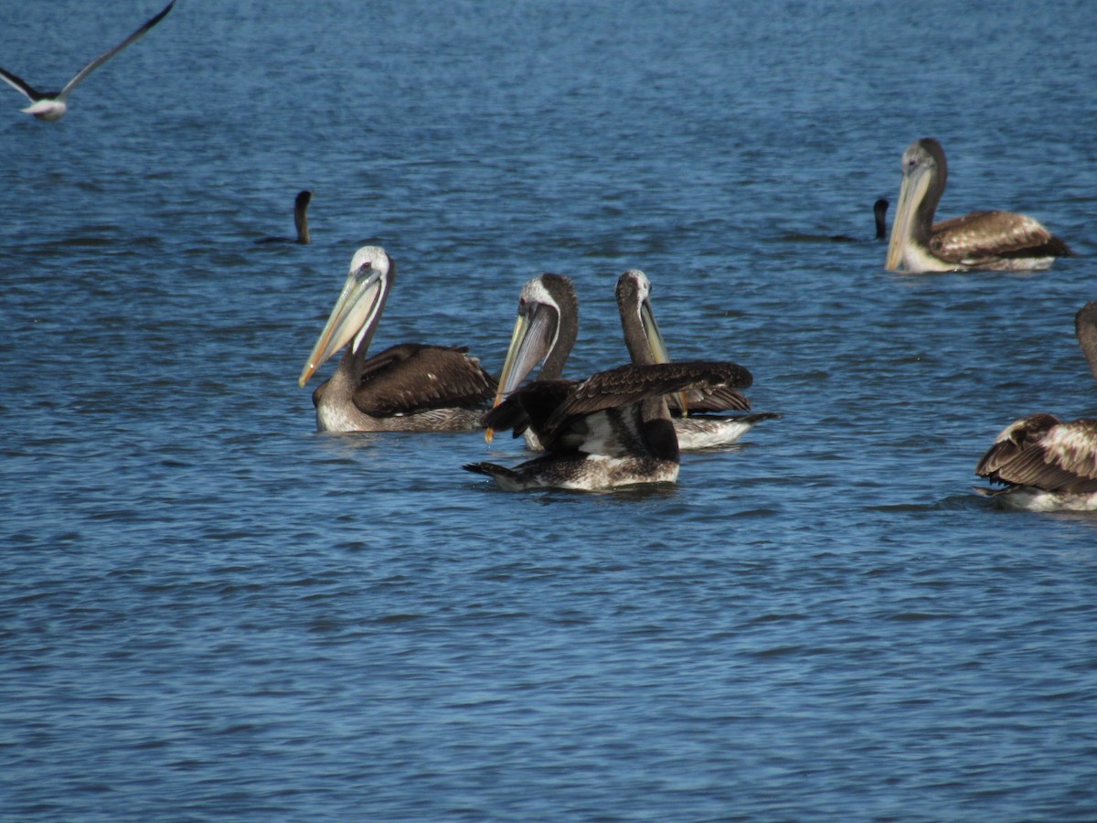 Peruvian Pelican - ML645428809