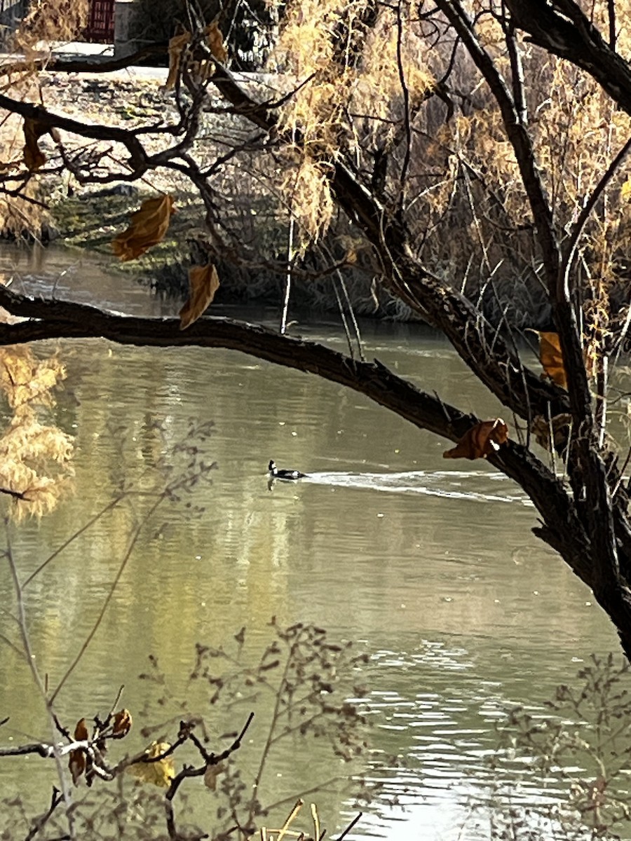 Murgilari islandiarra - ML645428811