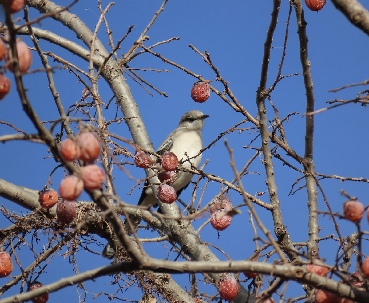חקיינית צפונית - ML645428812