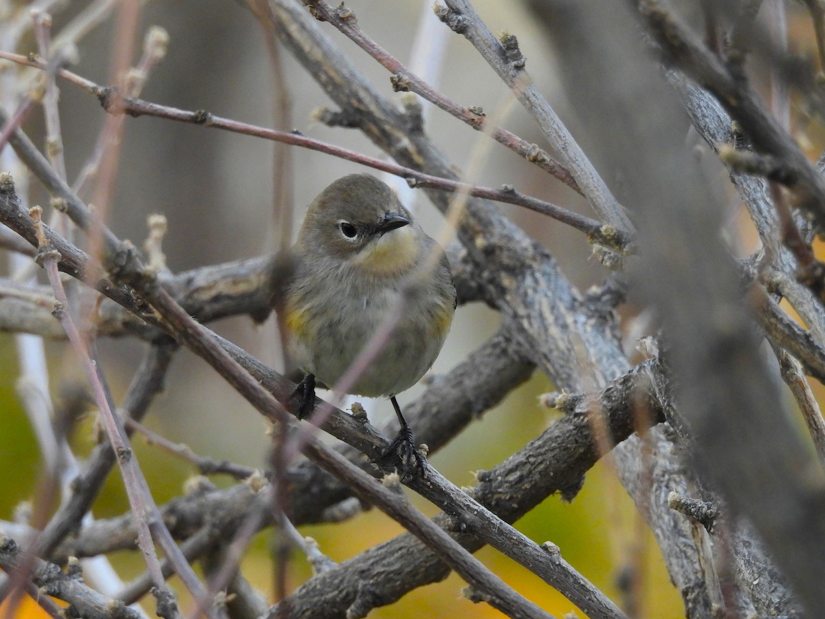 Yellow-rumped Warbler - ML645428814