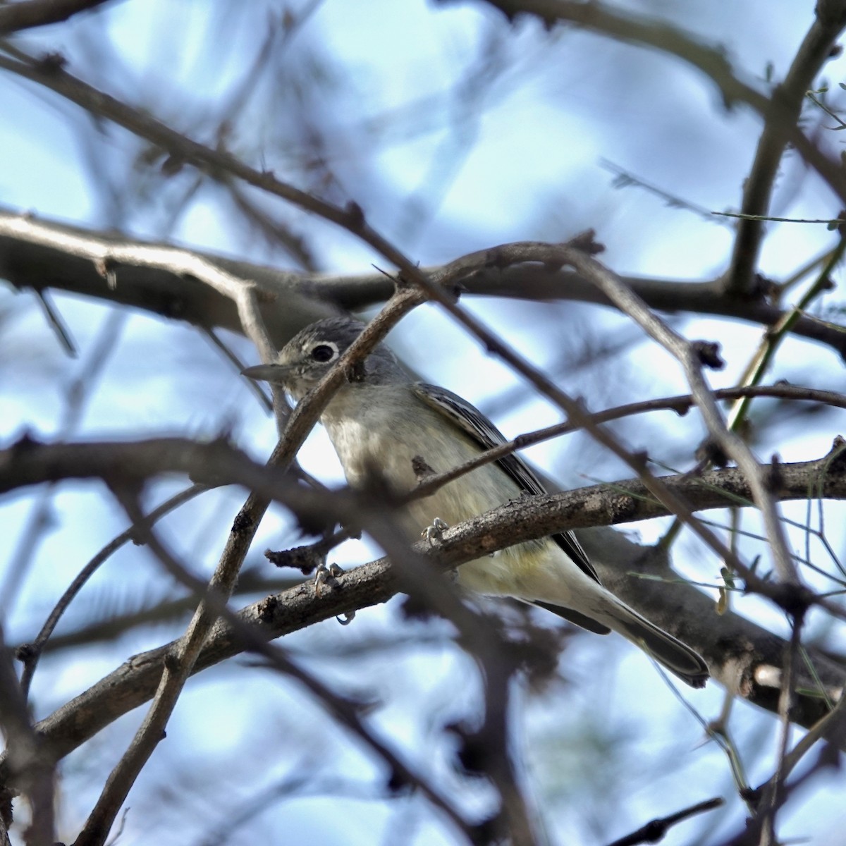 Plumbeous Vireo - ML645428818