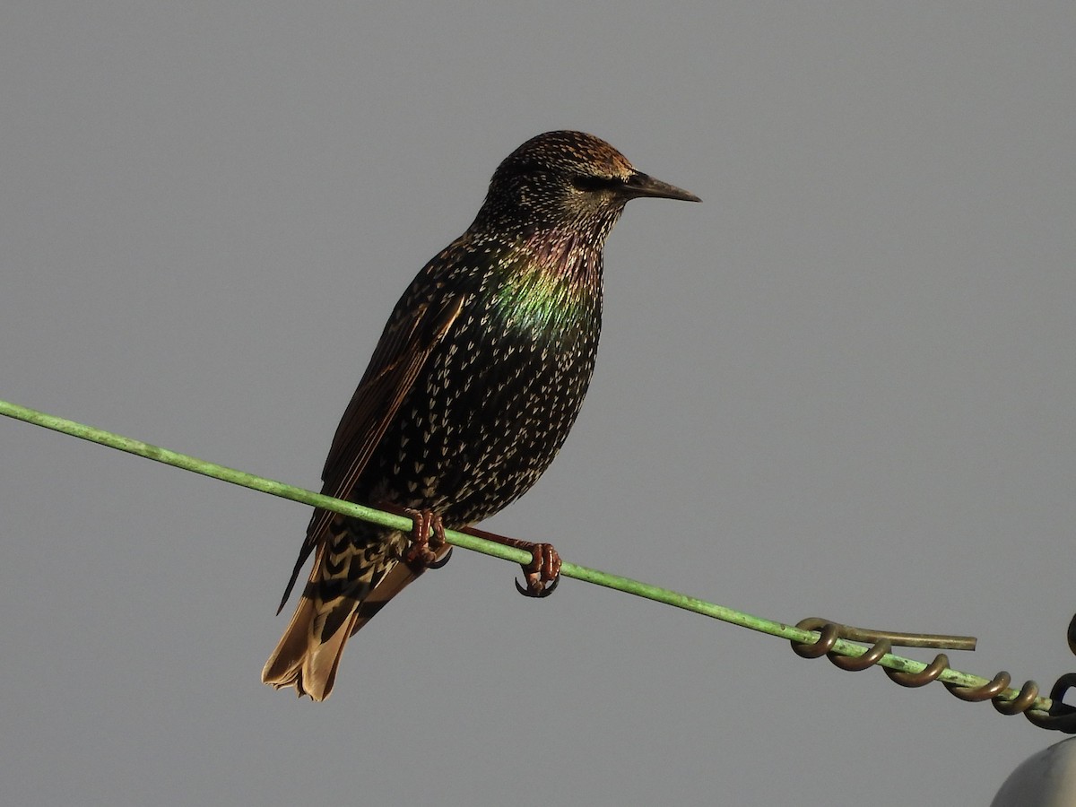 Storno - ML645428820