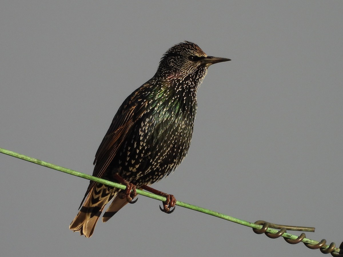 Storno - ML645428821