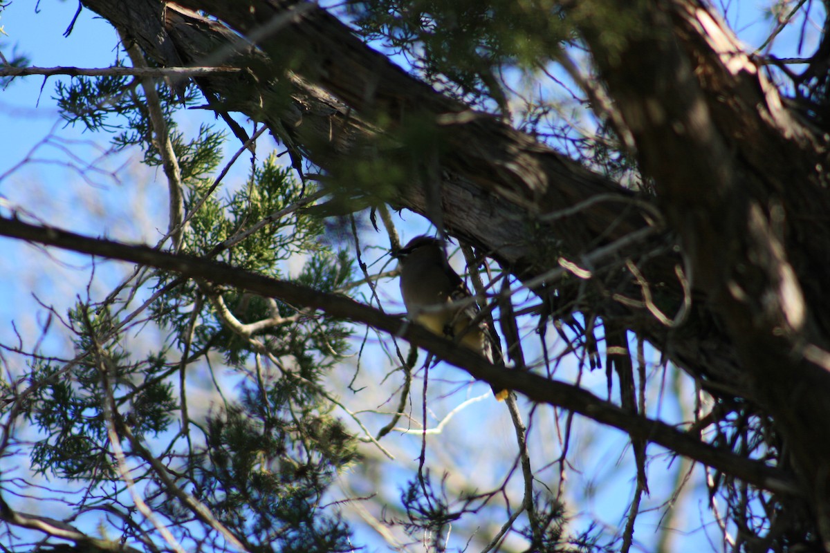 ציצנית אמריקנית - ML645428824