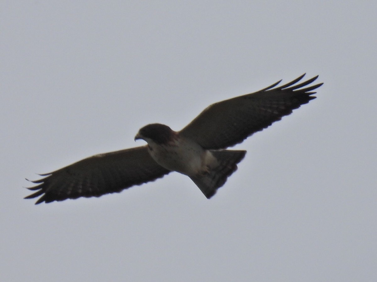 Busardo Colicorto - ML645428831