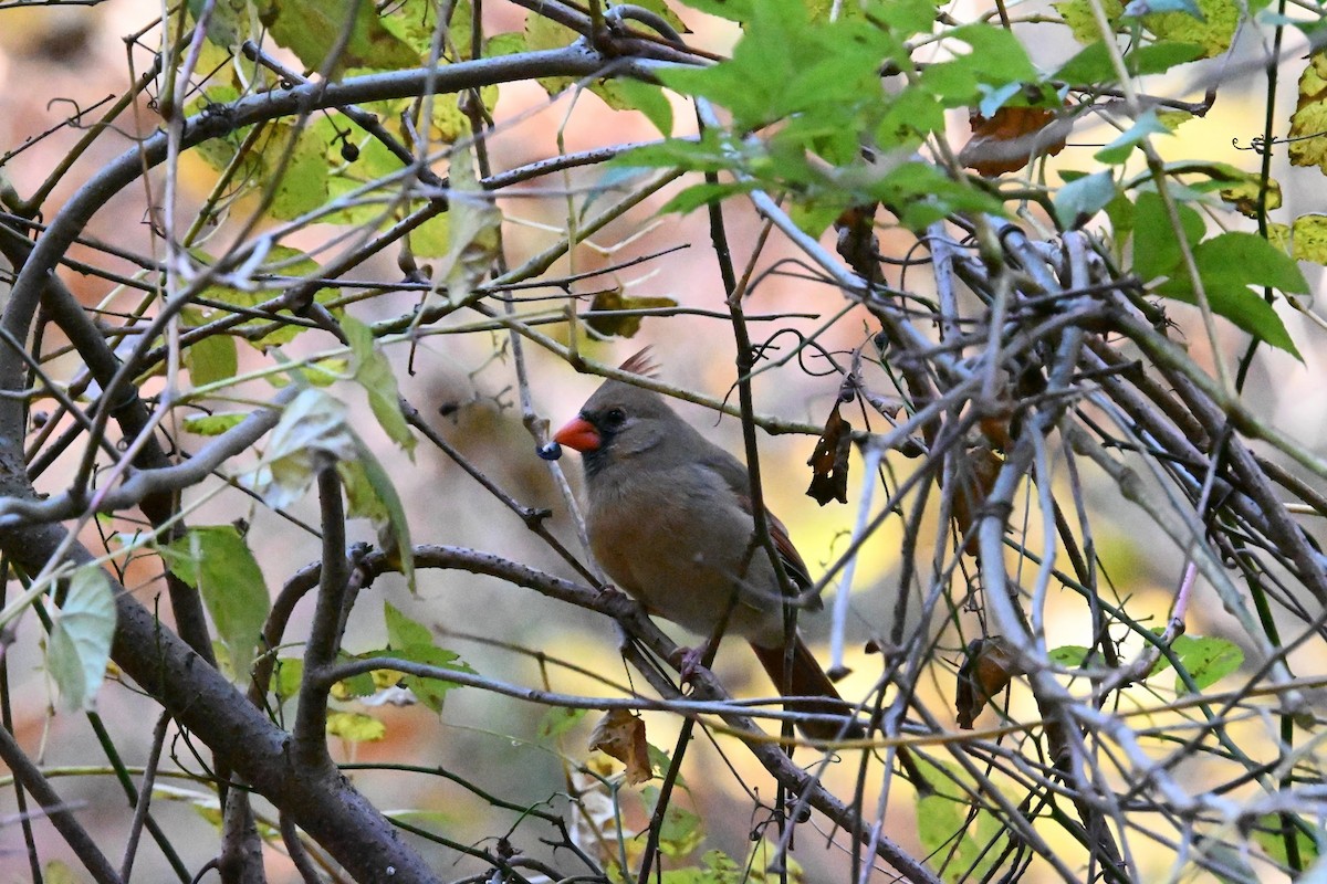 Northern Cardinal - ML645428835