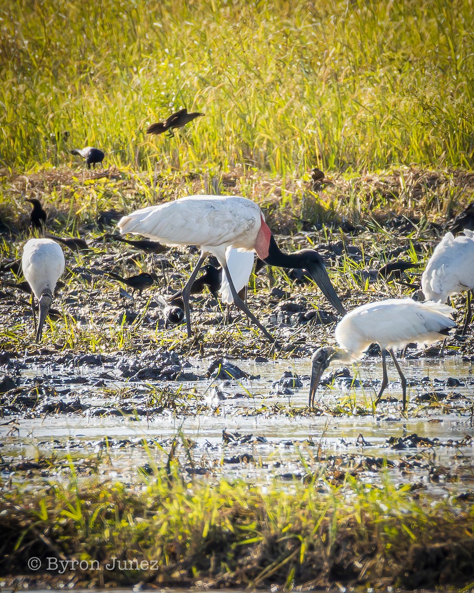 Jabiru - ML645428837
