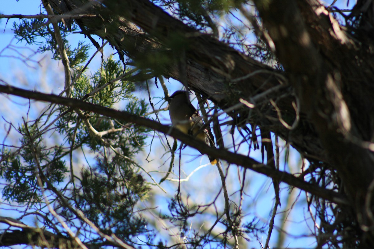 ציצנית אמריקנית - ML645428851