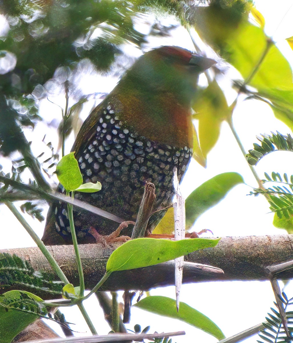 Green-backed Twinspot - ML645428854