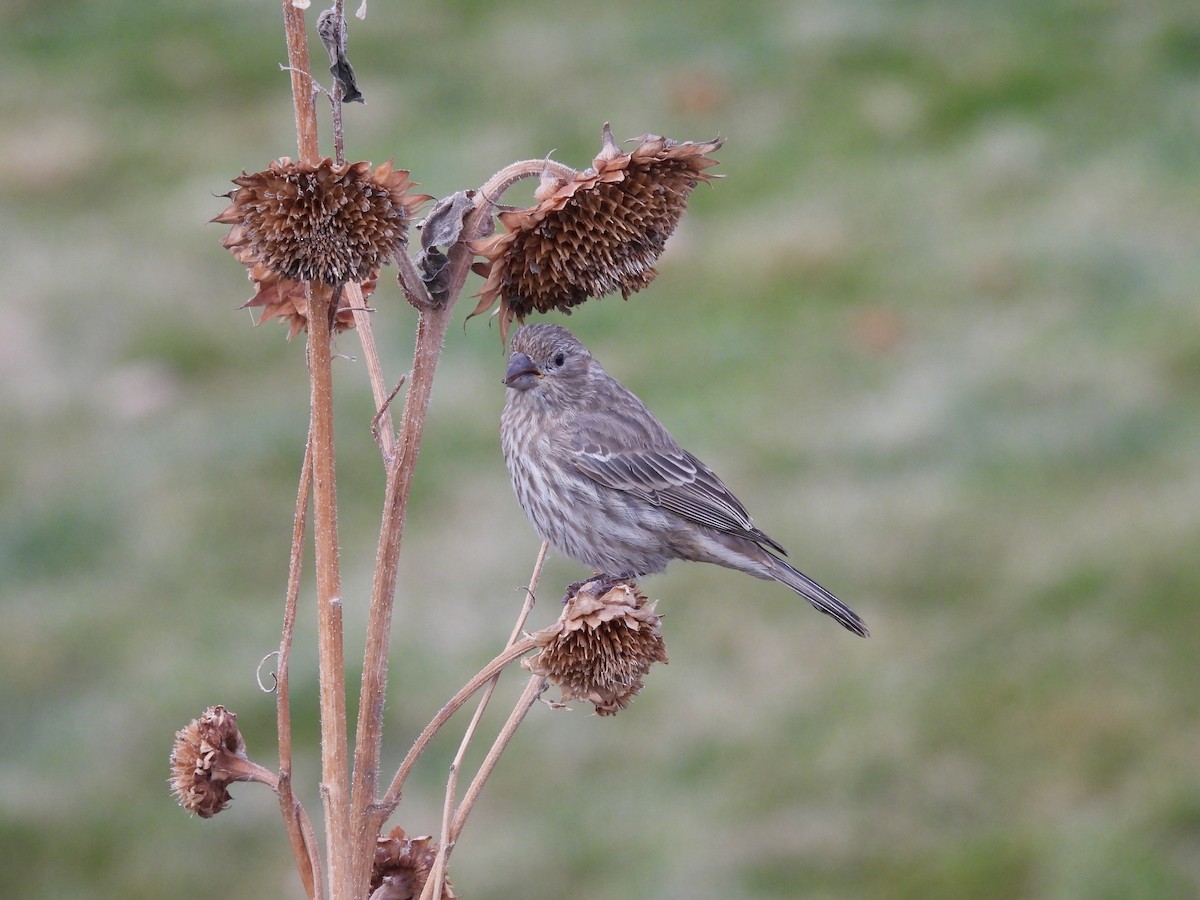 House Finch - ML645428866