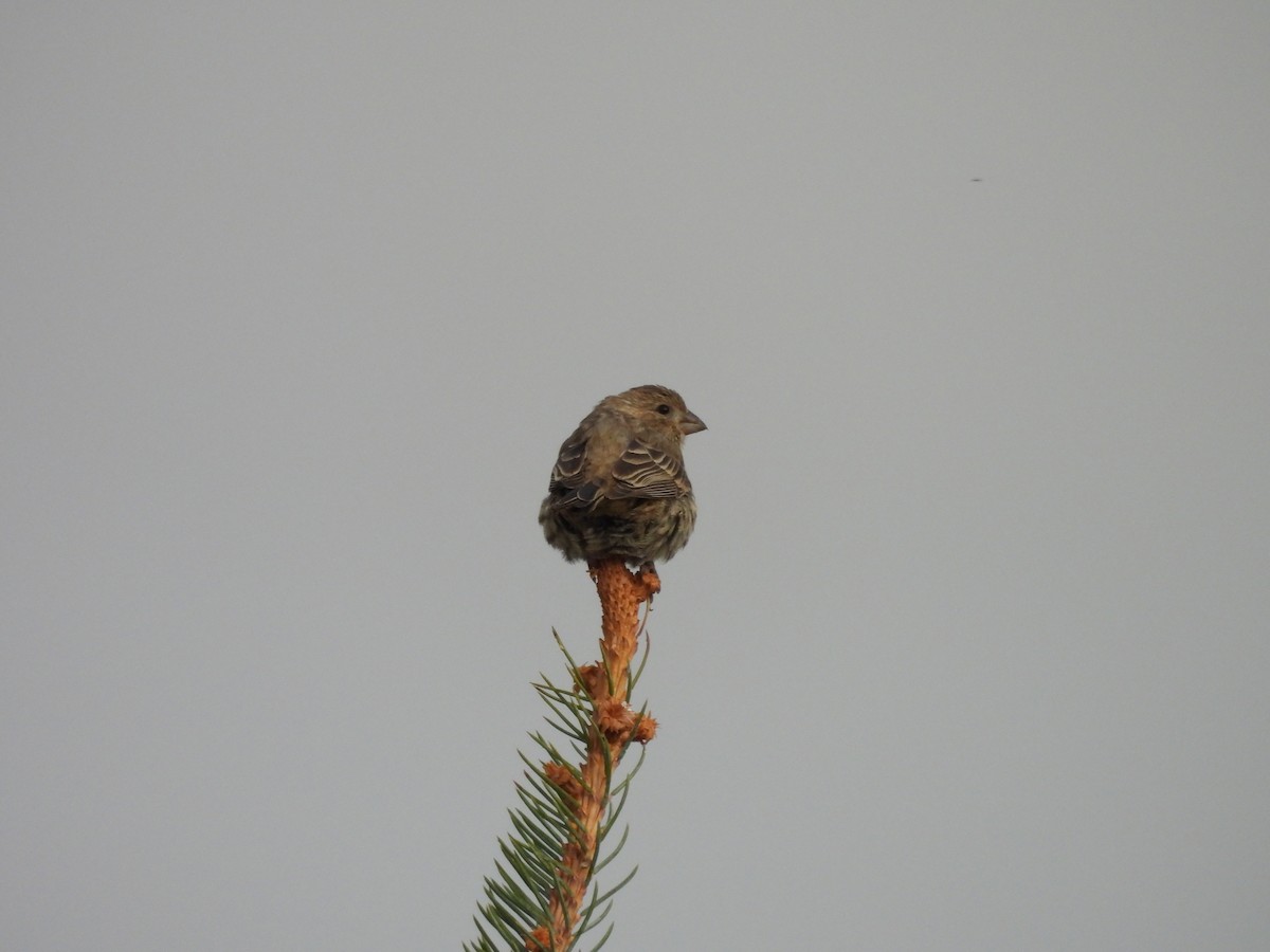 House Finch - ML645428867