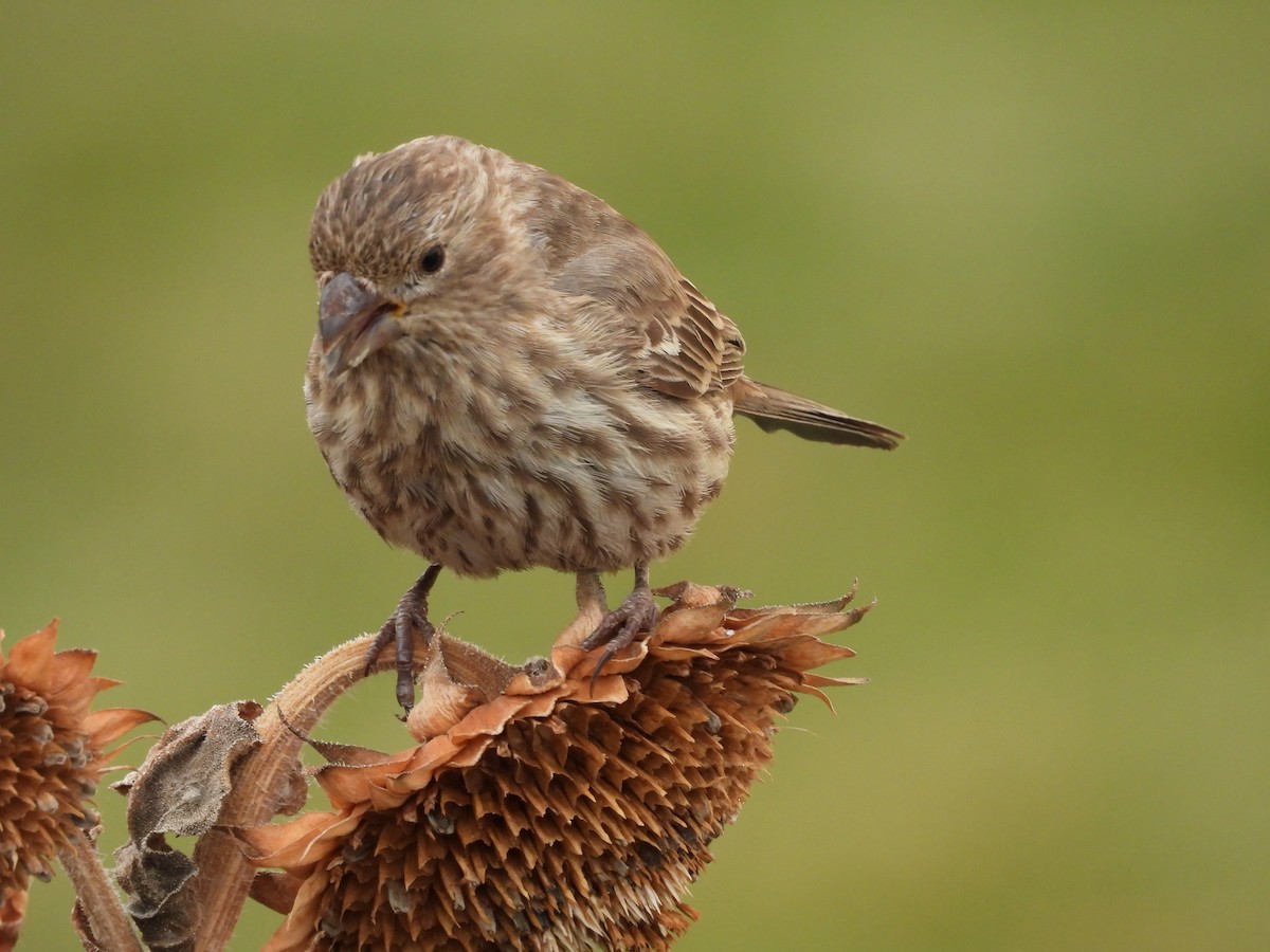 House Finch - ML645428868