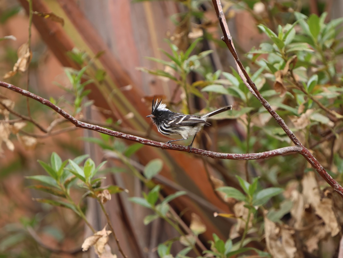 Pied-crested Tit-Tyrant - ML645428871