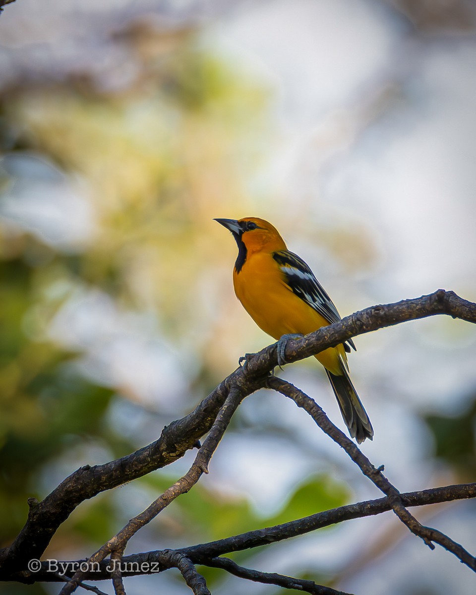 Streak-backed Oriole - ML645428873