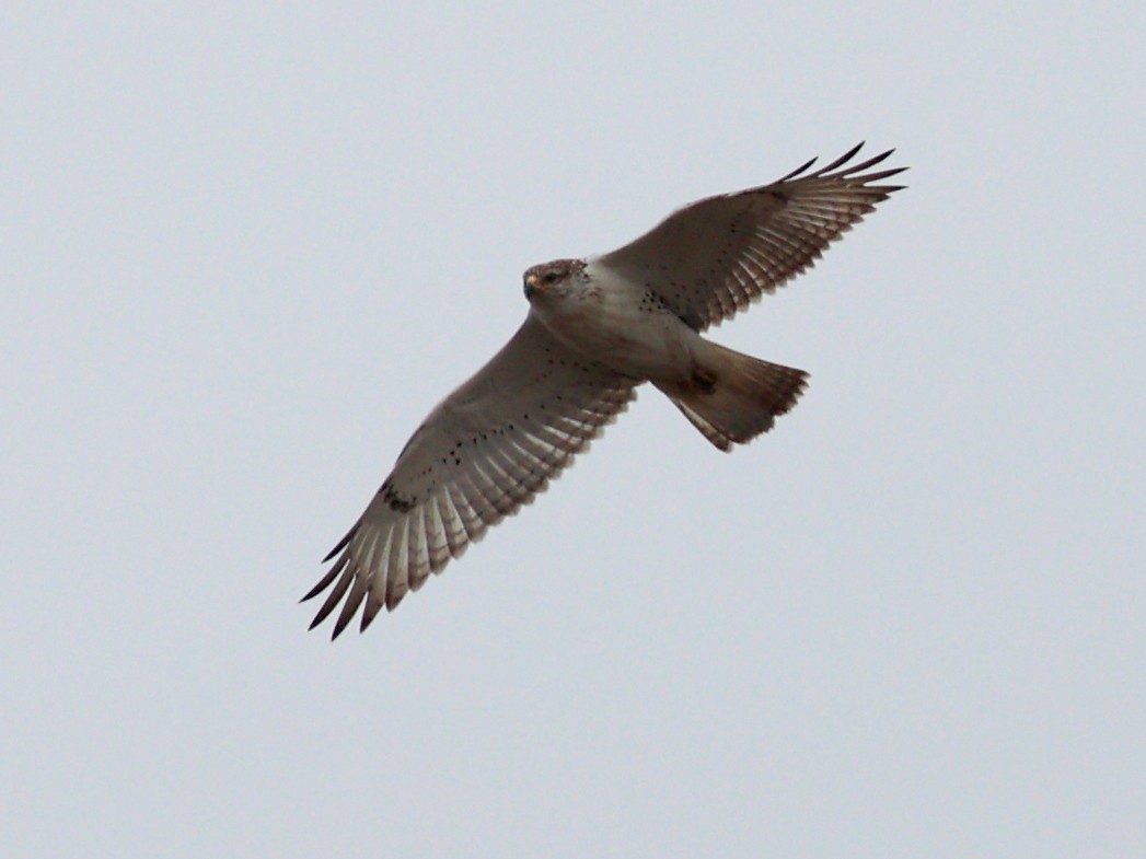 Ferruginous Hawk - ML645428879