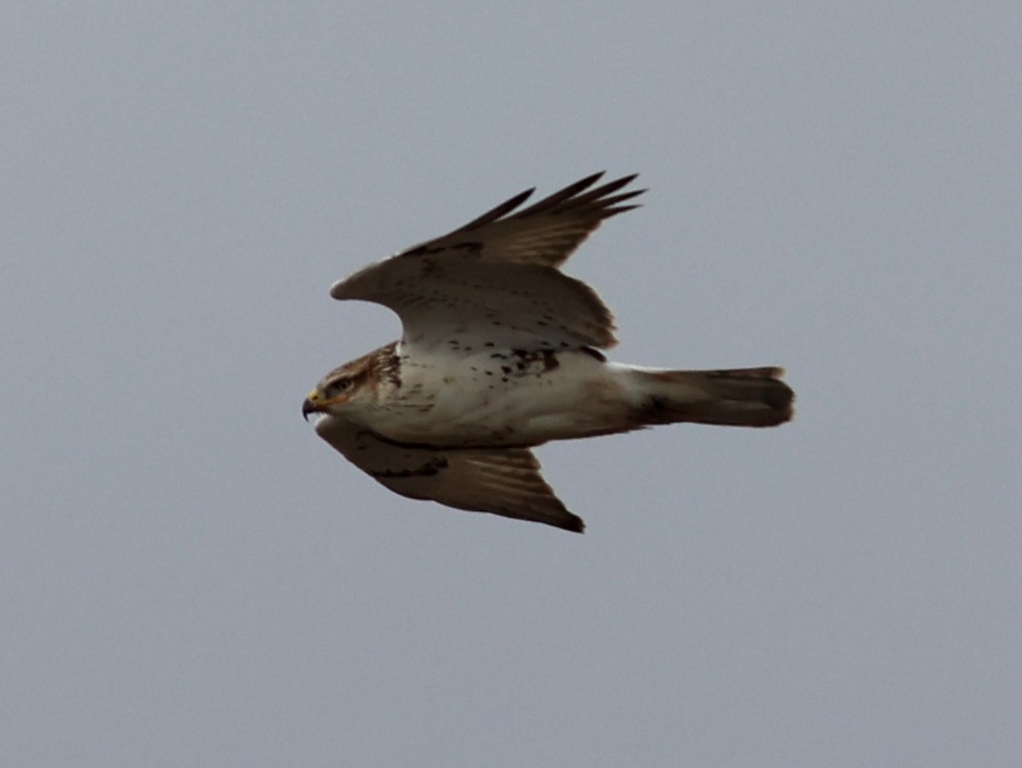 Ferruginous Hawk - ML645428883