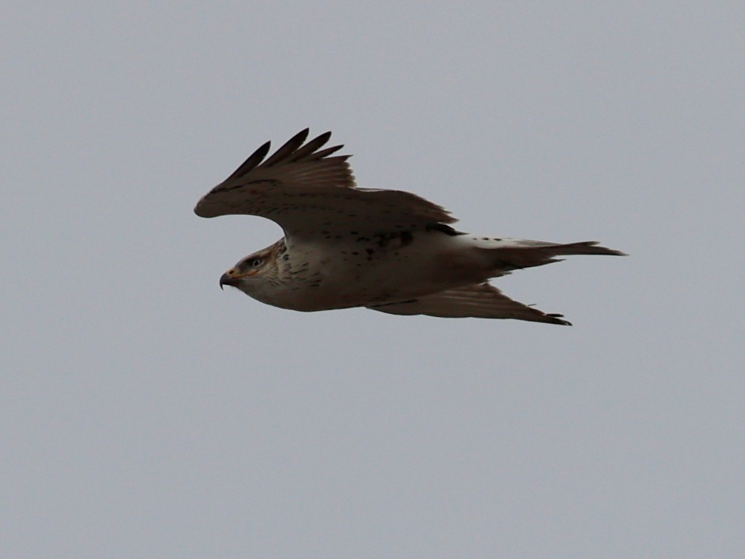 Ferruginous Hawk - ML645428884