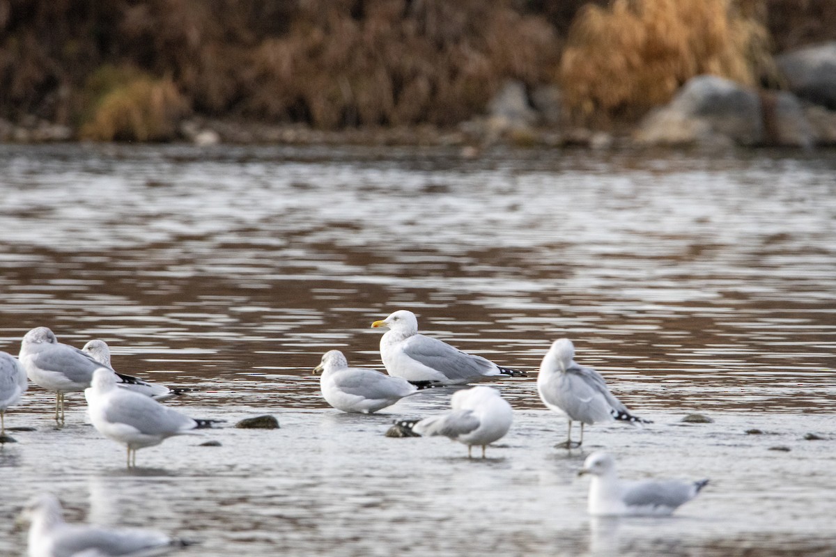 American Herring Gull - ML645428886