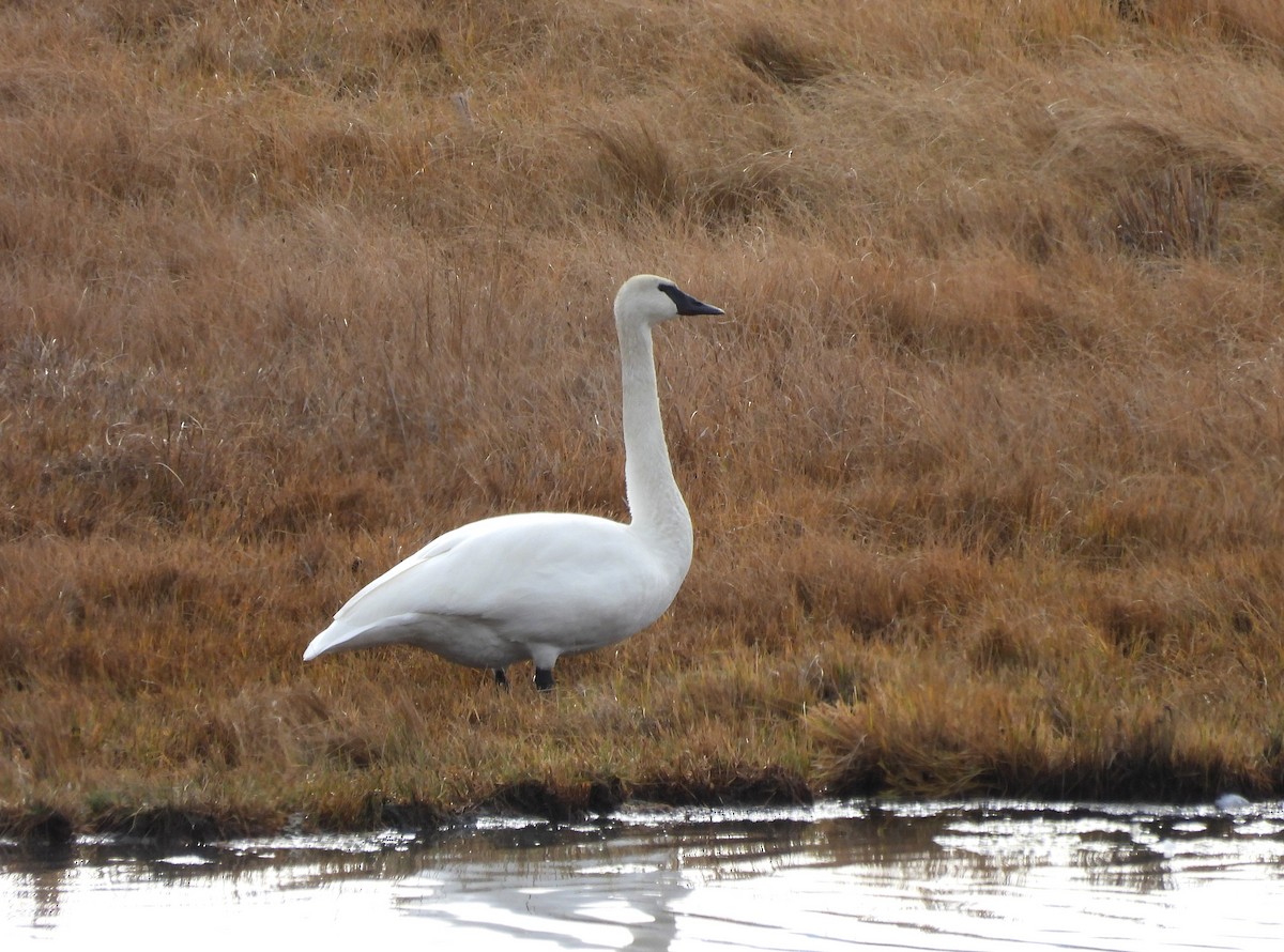 Trumpeter Swan - ML645428887