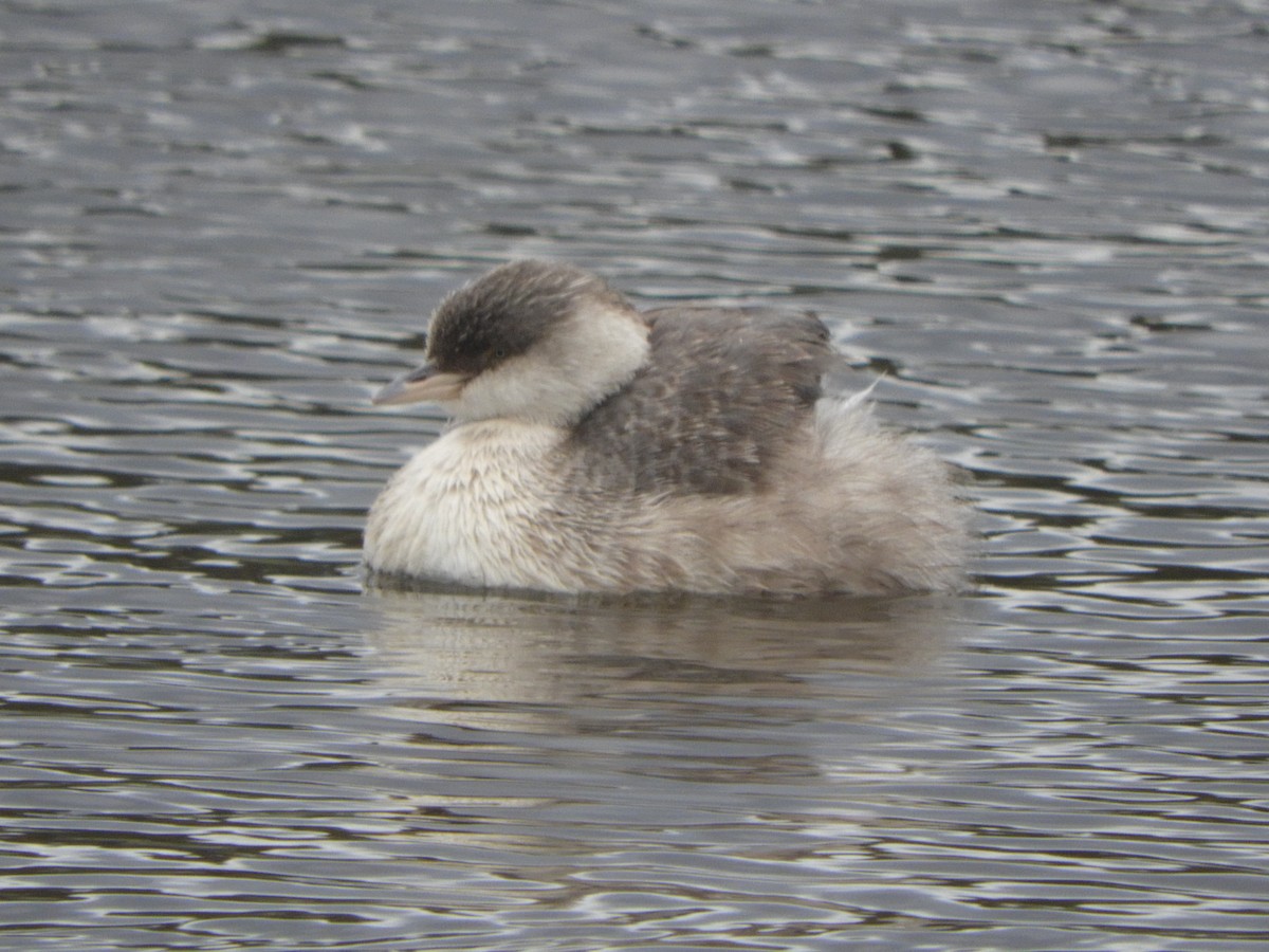 Hoary-headed Grebe - ML645428888