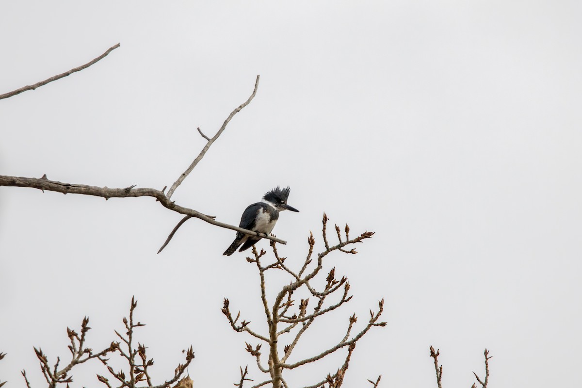 Belted Kingfisher - ML645428889