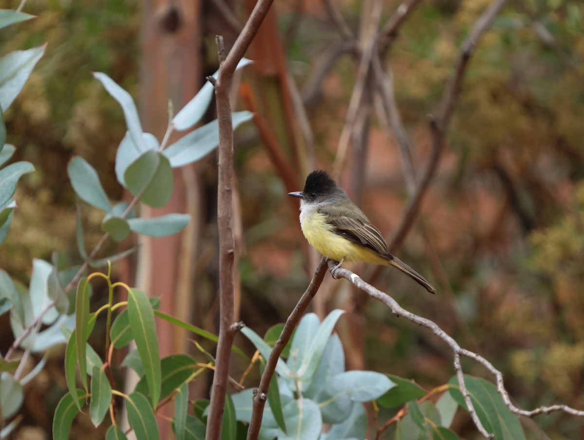 Dusky-capped Flycatcher - ML645428895