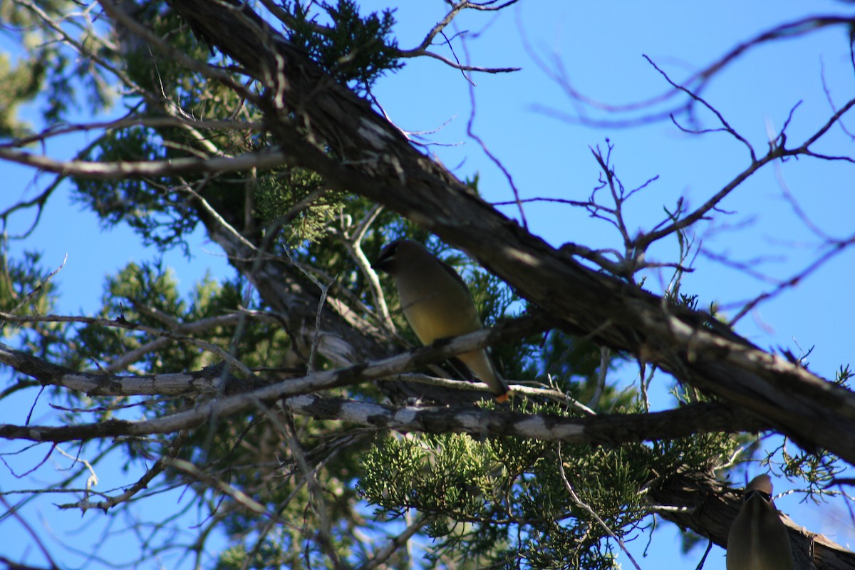 ציצנית אמריקנית - ML645428911