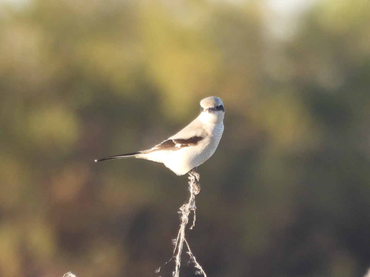 ťuhýk severní - ML645428912