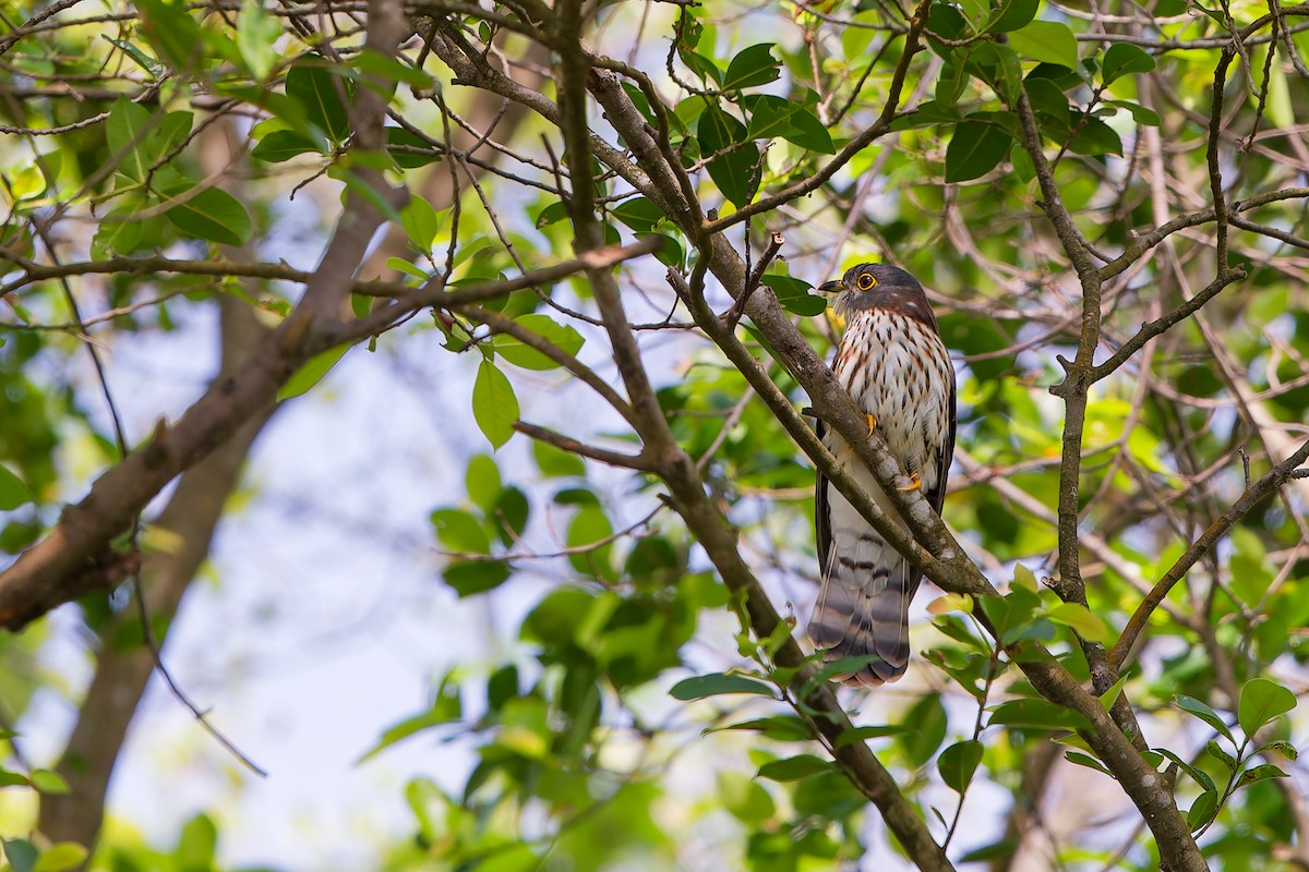 Hodgson's Hawk-Cuckoo - ML645428914