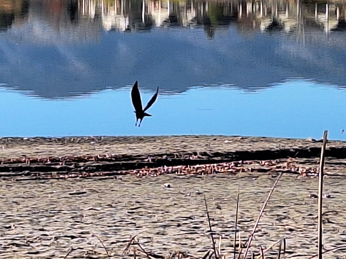 American Crow - ML645428919