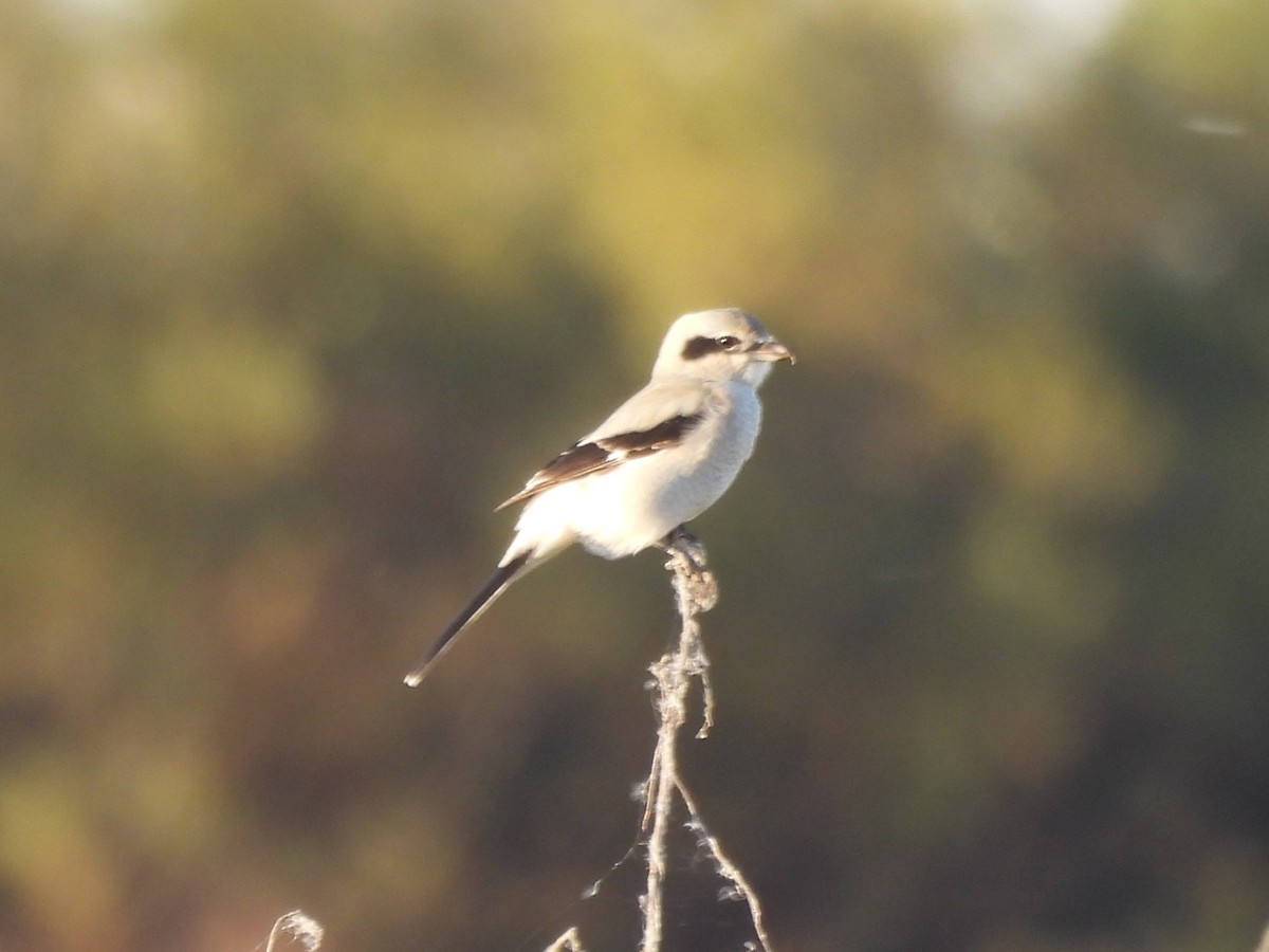 ťuhýk severní - ML645428923