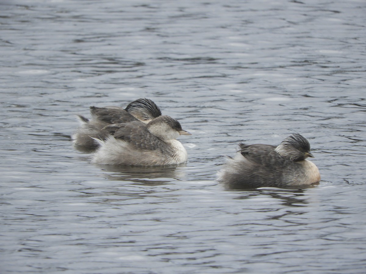Hoary-headed Grebe - ML645428924