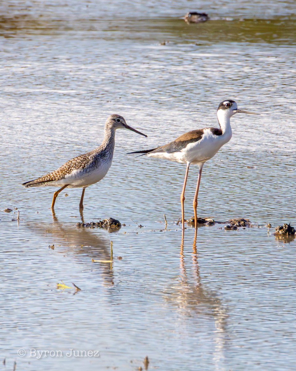 Greater Yellowlegs - ML645428931
