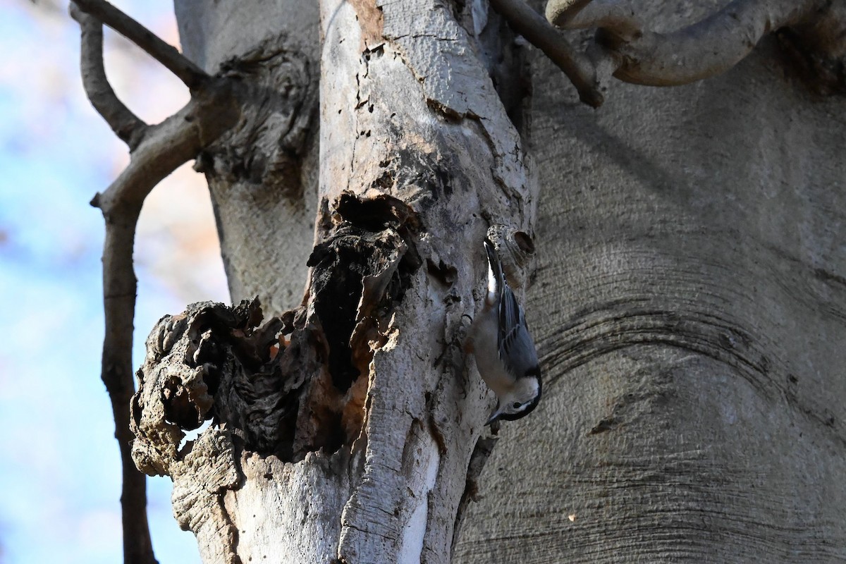 Sittelle à poitrine blanche - ML645428933