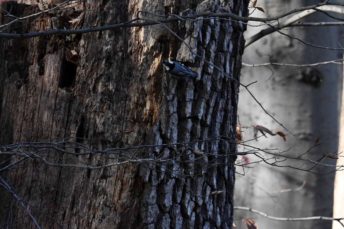 Sittelle à poitrine blanche - ML645428934
