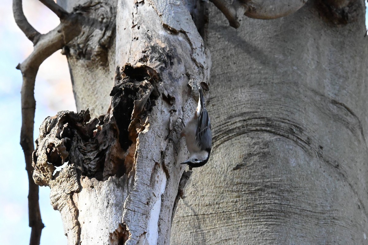 Sittelle à poitrine blanche - ML645428935