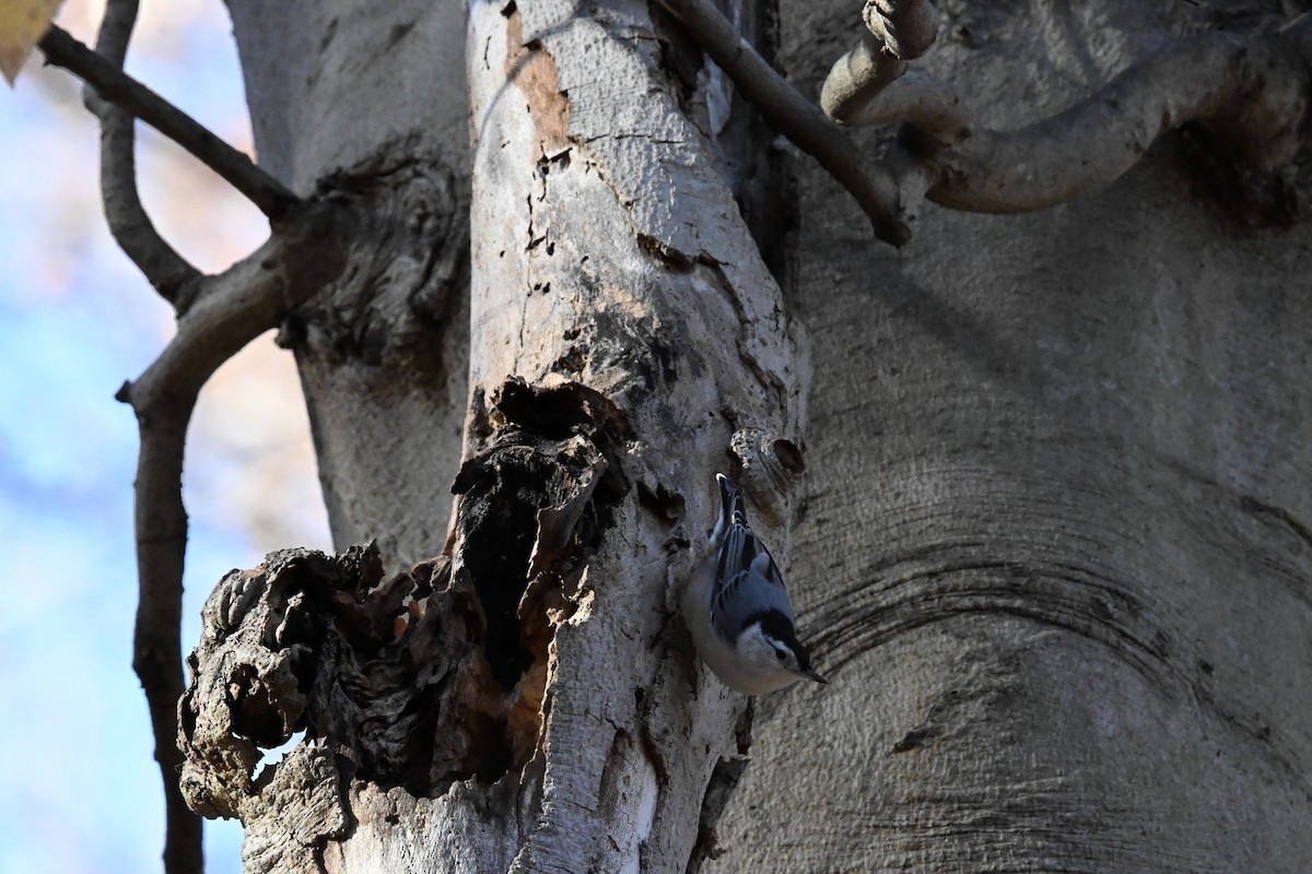 Sittelle à poitrine blanche - ML645428936