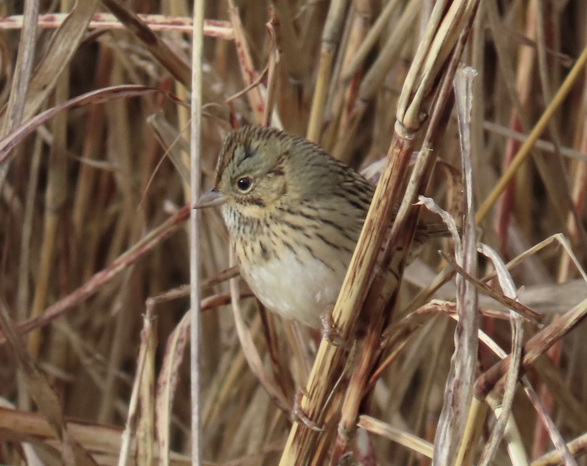 strnadec pruhohlavý - ML645428937