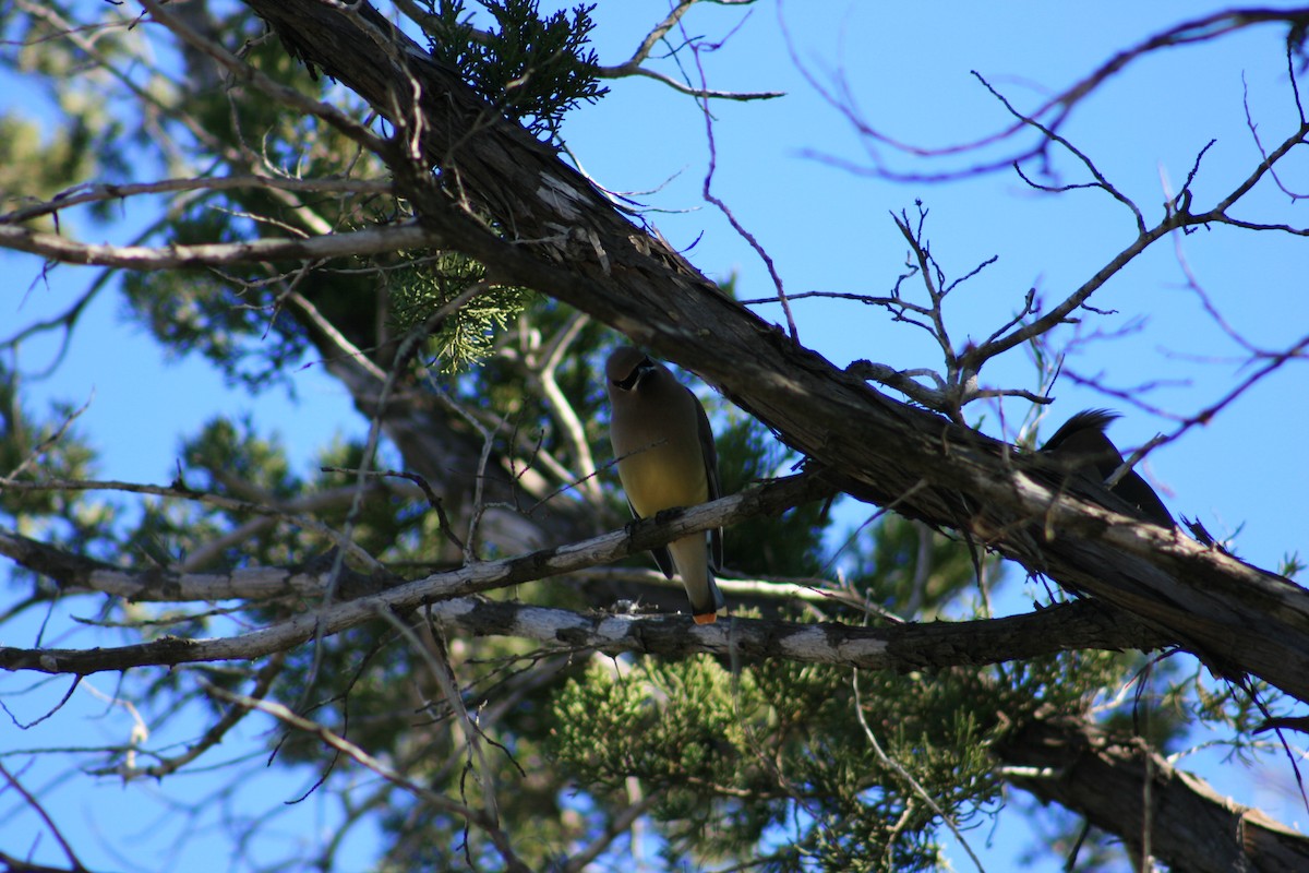 ציצנית אמריקנית - ML645428939