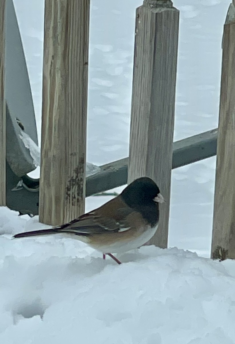 Dark-eyed Junco - ML645428940