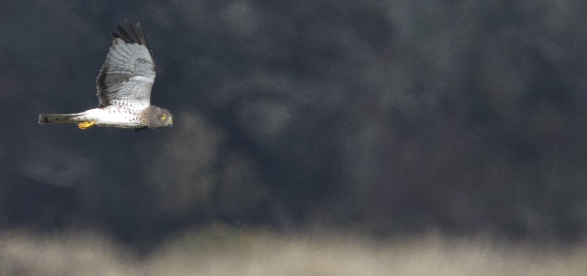 Northern Harrier - ML645428941