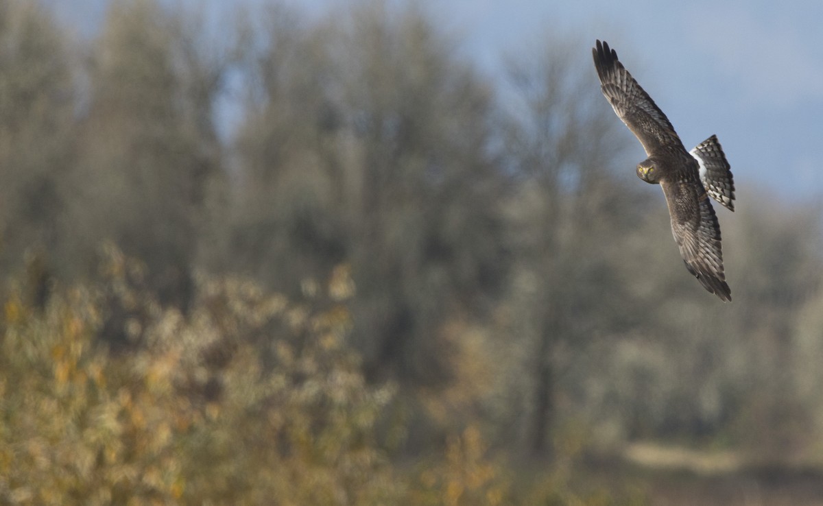 Northern Harrier - ML645428943