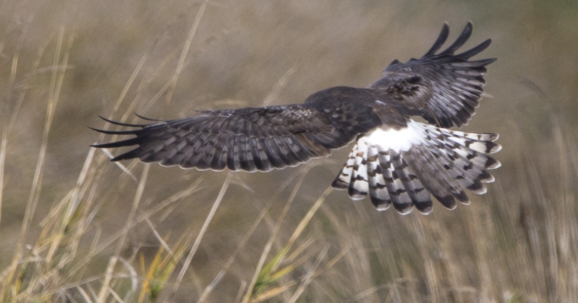 Лунь американський - ML645428944