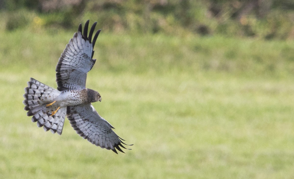 Лунь американський - ML645428945