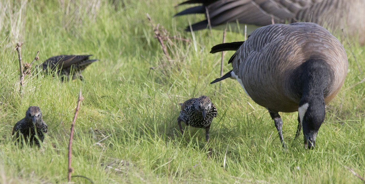 歐洲椋鳥 - ML645428952