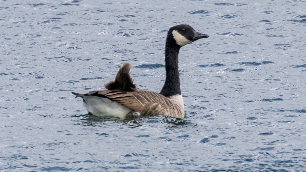 Canada Goose - ML645428953