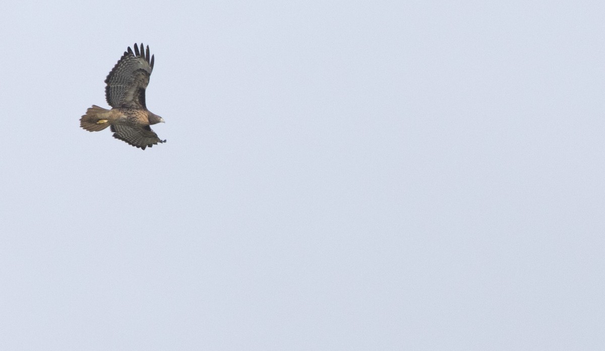 Red-tailed Hawk - ML645428955