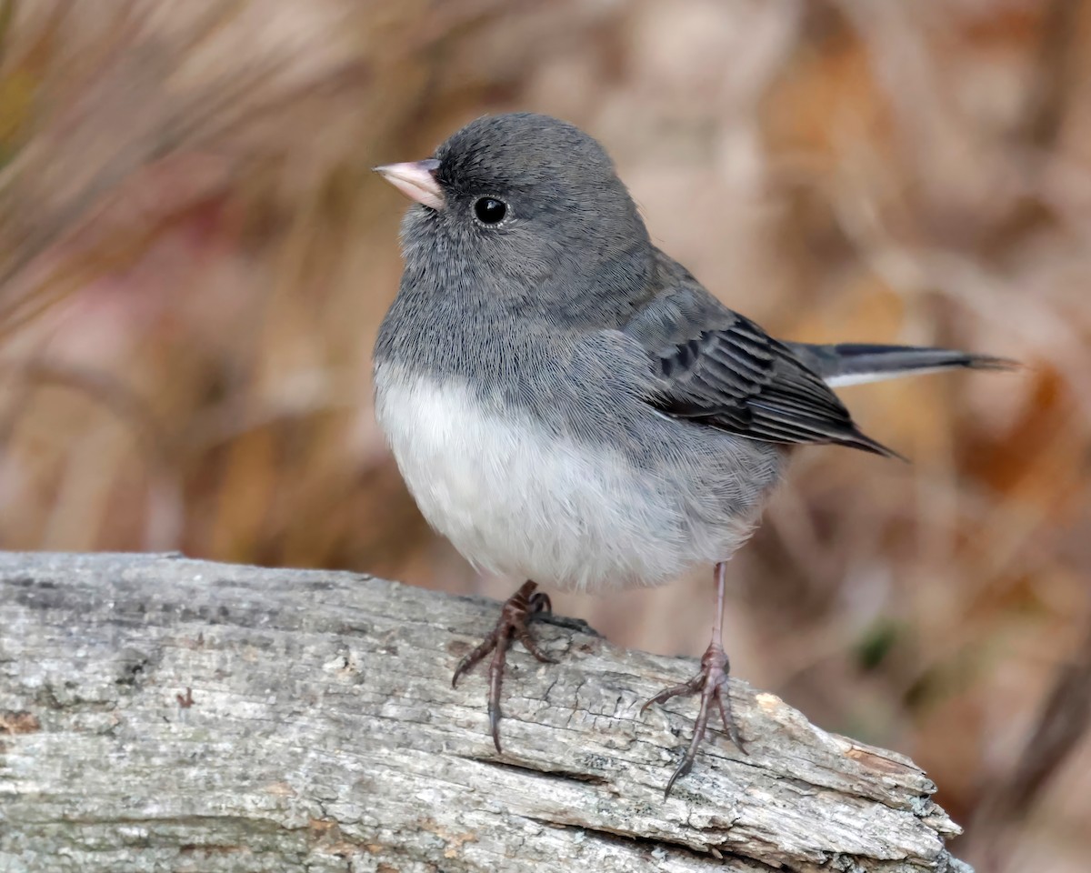 Dark-eyed Junco - ML645428961